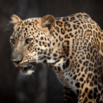 Персидский леопард в Туркменистане до 80 особей