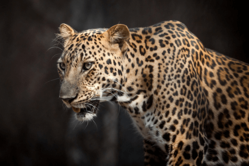 Персидский леопард в Туркменистане до 80 особей