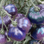 7 фактов про мошенничество с семенами ИИ