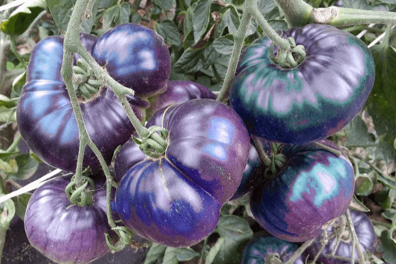 7 фактов про мошенничество с семенами ИИ