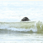 97 тюленей на Каспии массовая гибель у берегов Казахстана