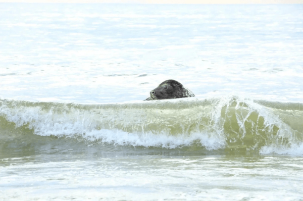 97 тюленей на Каспии: массовая гибель у берегов Казахстана