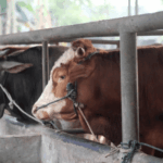 Массовая гибель скота в Туркменистане 3 версии причин