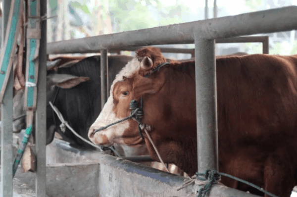 Массовая гибель скота в Туркменистане: 3 версии причин