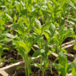 Поставка 240 саженцев из Удмуртии в Таджикистан