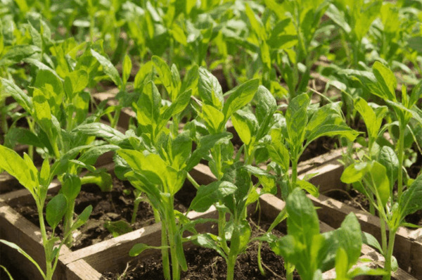 Поставка 240 саженцев из Удмуртии в Таджикистан