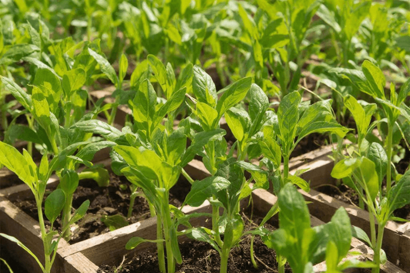 Поставка 240 саженцев из Удмуртии в Таджикистан